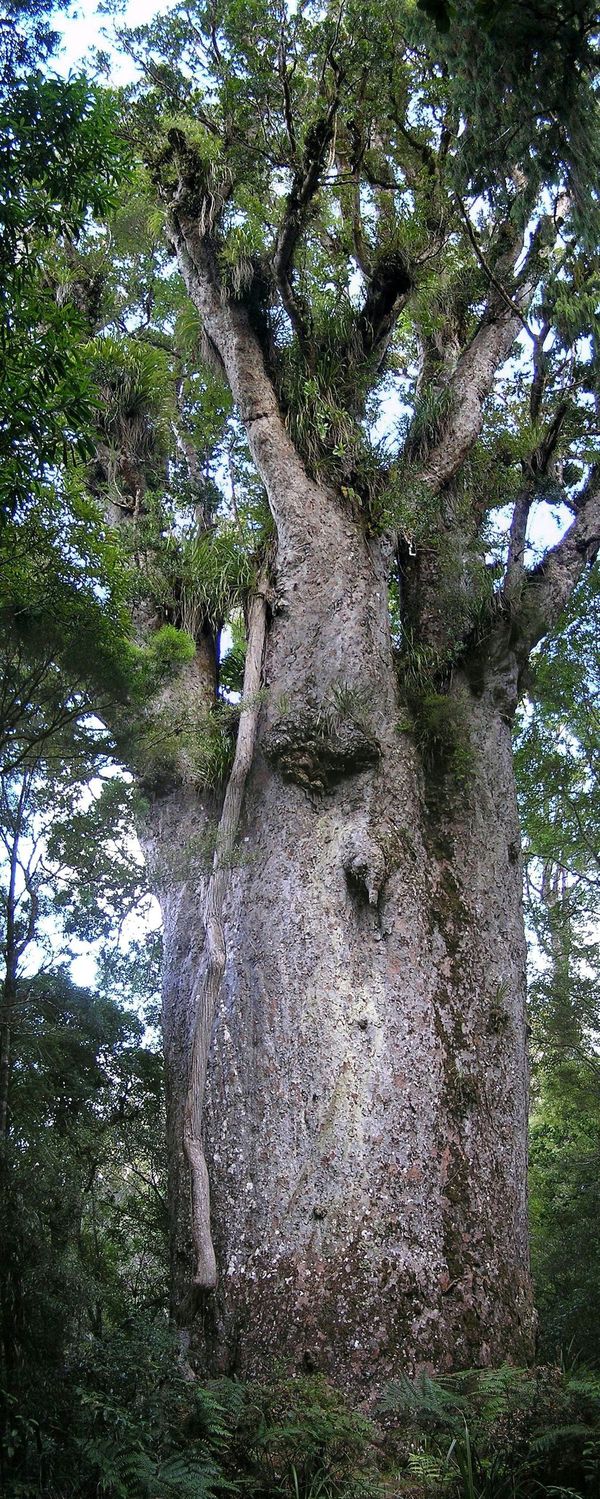 Ancient Kauri giant tree forest