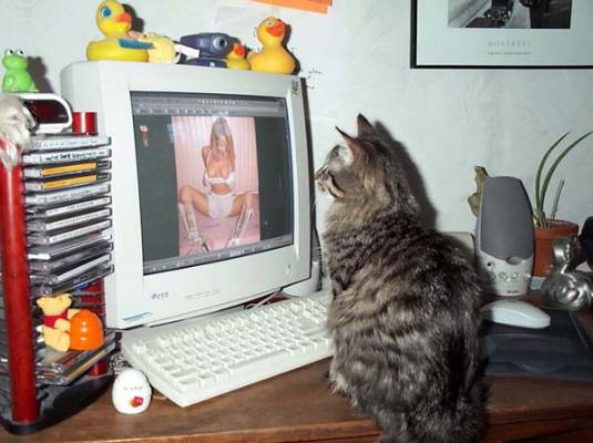 Cat%20watching%20porn.jpg